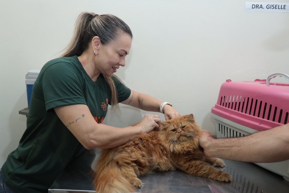 Unidade da SUBEA oferece consultas, vacinação, vermifugação e avaliação para castração até sexta-feira